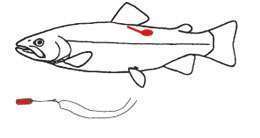 Disegno pesce e marchietto carlin dangler