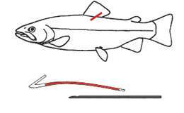Disegno pesce e marchietto Dart Tag