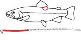 Disegno pesce e marchietto loop