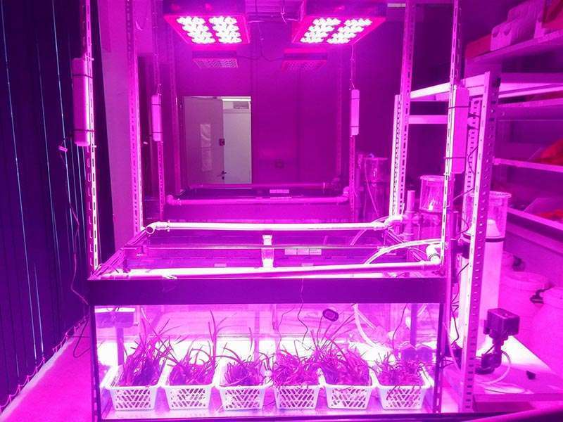 Acquari con illuminazione LED per ricerche su Posidonia oceanica