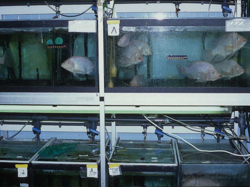 Acquari per ricerche di genetica su tilapia