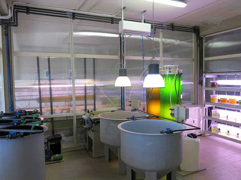 Reparto di produzione fitoplancton con fotobioreattori anulari, rotiferi, artemia