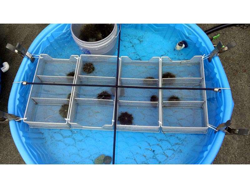 Impianto con gabbiette per ricerche alimentazione e accrescimento di ricci di mare