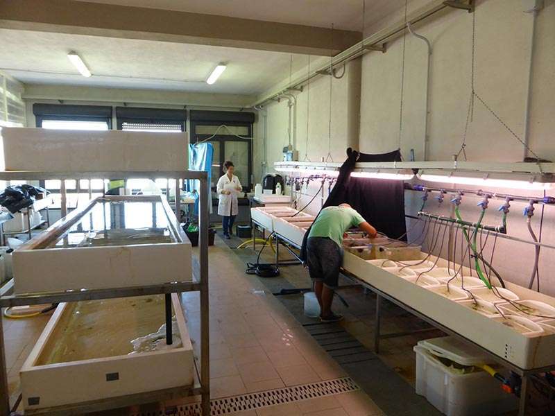 Impianto per ricerche sulla riproduzione ricci di mare