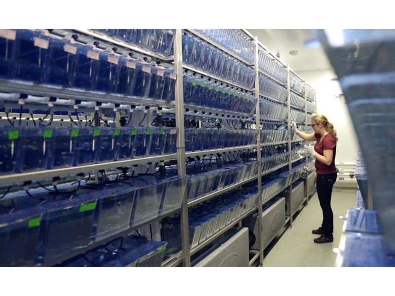 Ricercatrice controlla un Impianto a ricircolo con Zebrafish
