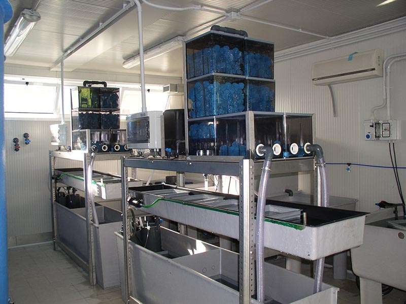 Impianti sperimentali di incubazione e allevamento larvale