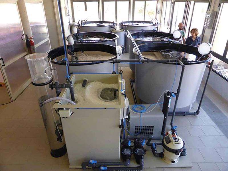 Sistemi a ricircolo per riproduzione Mugil cephalus