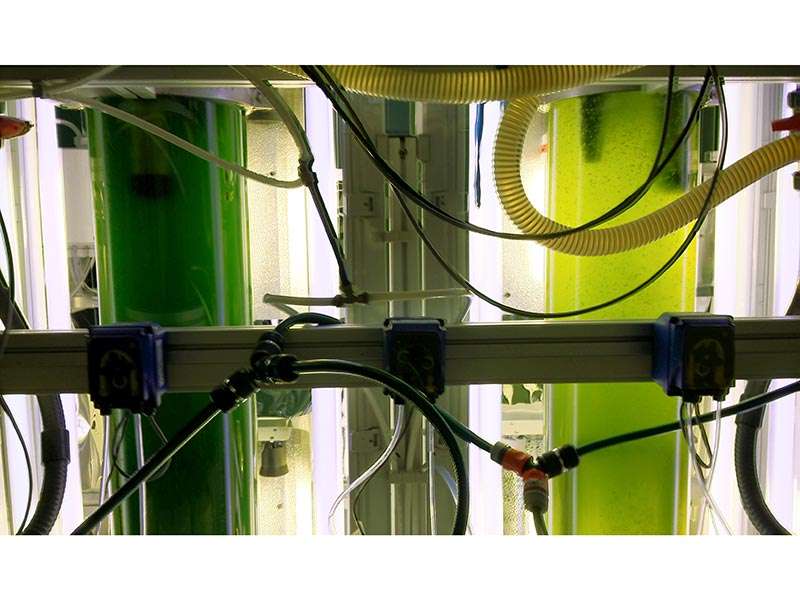 Unità a fotobioreattori per ricerche comparate sui fattori di crescita di microalghe