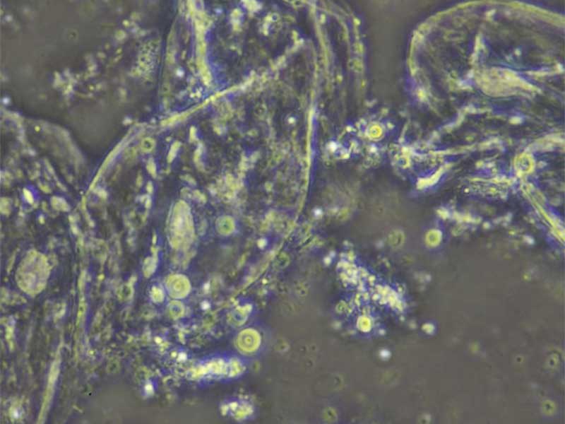 I microscopi della serie B possono arrivare fino a 100x di ingrandimento